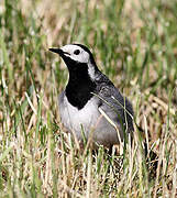 White Wagtail