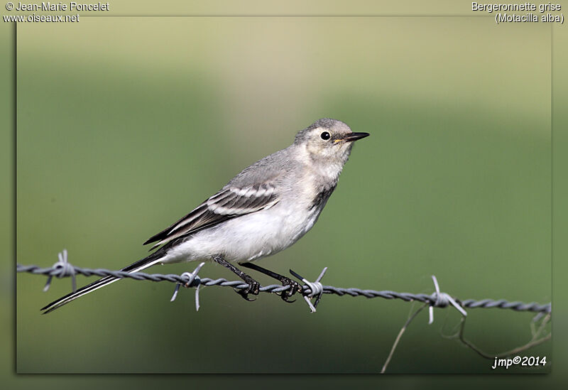 White Wagtailjuvenile