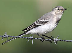 White Wagtail