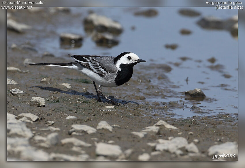 White Wagtail