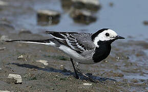 White Wagtail