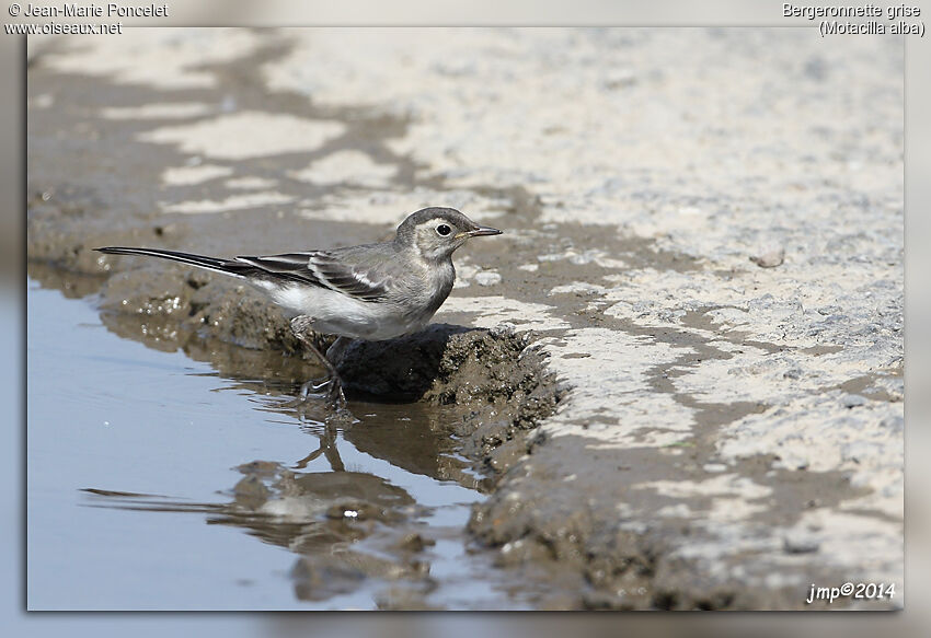 White Wagtail