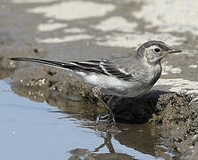 White Wagtail