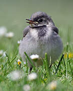 White Wagtail