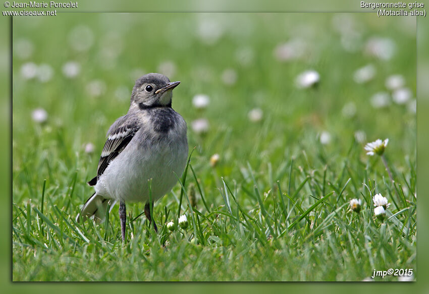 White Wagtailjuvenile