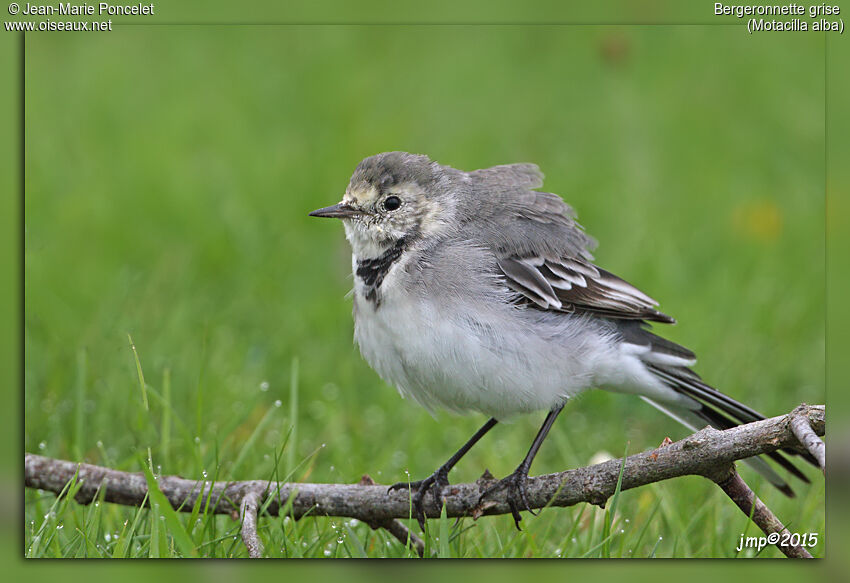 White Wagtail