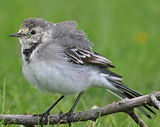 White Wagtail