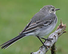 White Wagtail