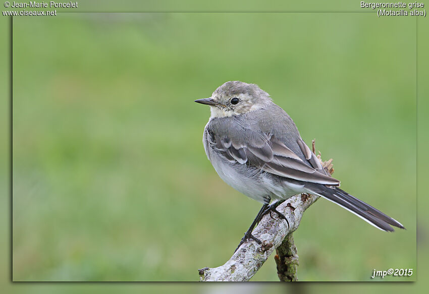 White Wagtail