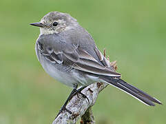 White Wagtail