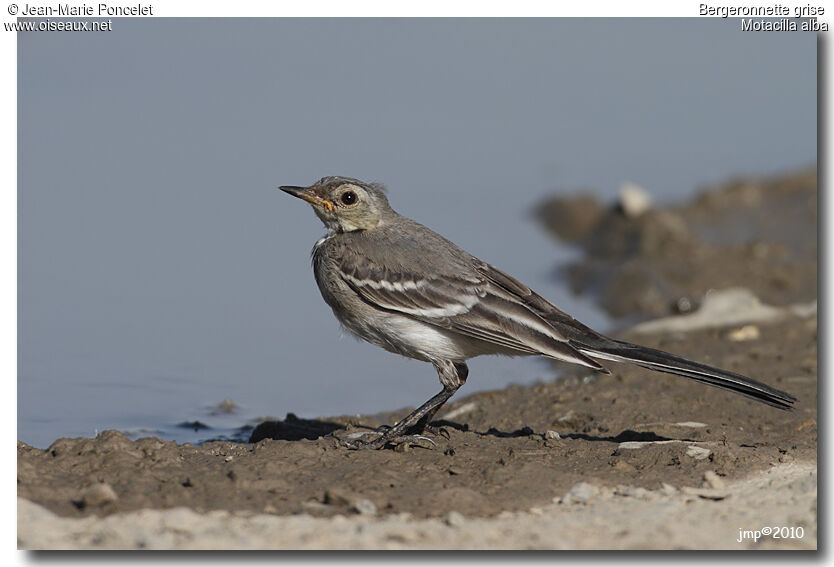 White Wagtail