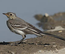 White Wagtail