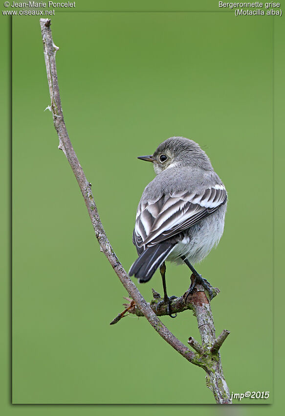 White Wagtail