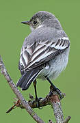 White Wagtail