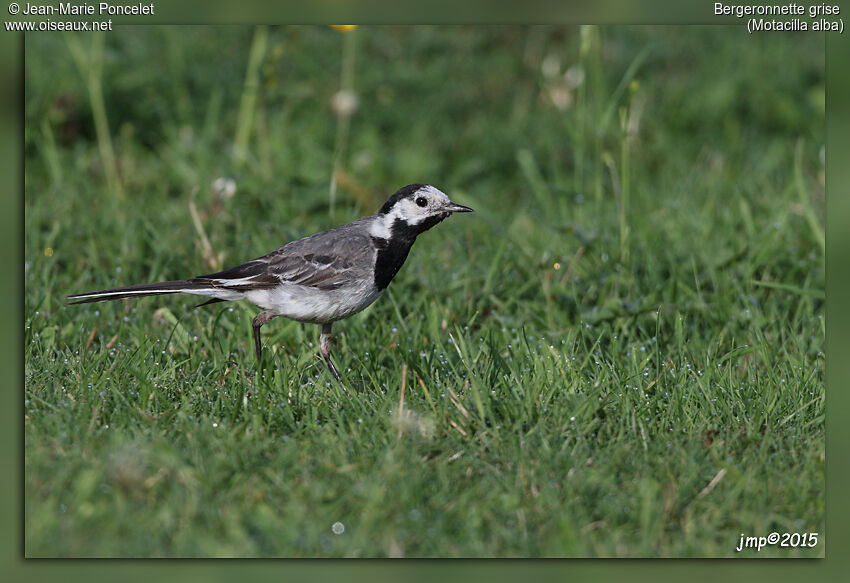 White Wagtail