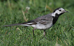 White Wagtail