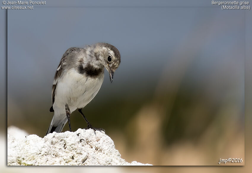 White Wagtail