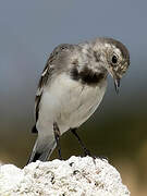 White Wagtail