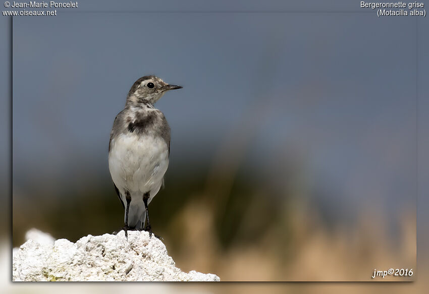 White Wagtail