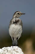 White Wagtail