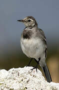 White Wagtail