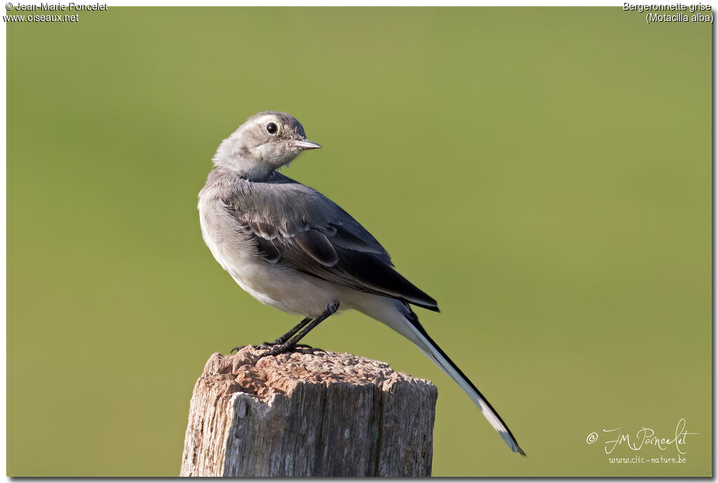 White Wagtail