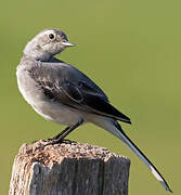 White Wagtail