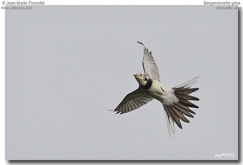 White Wagtail