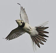 White Wagtail