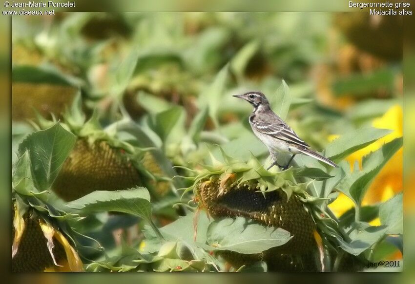 White Wagtail