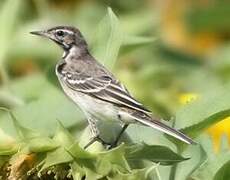 White Wagtail