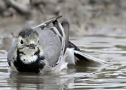 White Wagtail