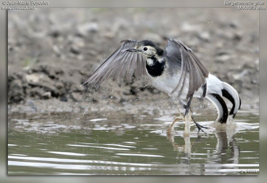 White Wagtail