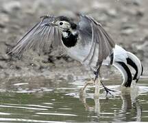 White Wagtail