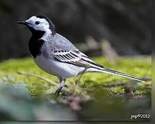 White Wagtail