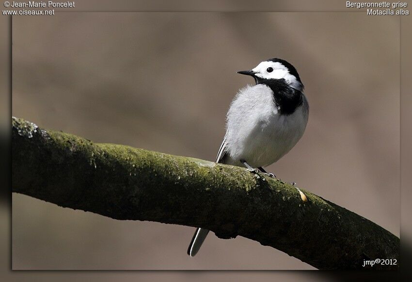 White Wagtail