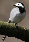 White Wagtail