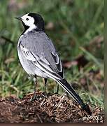 White Wagtail