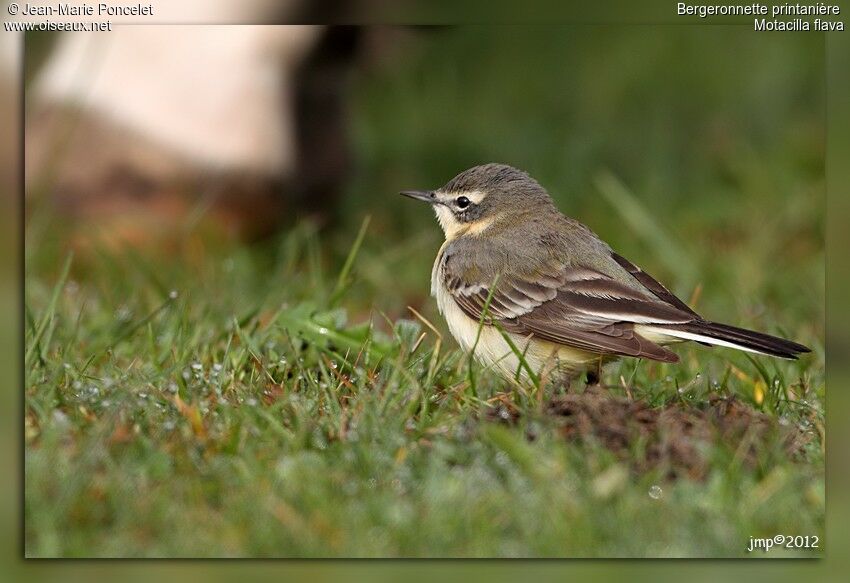 Western Yellow Wagtail