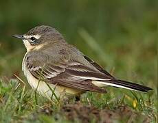 Western Yellow Wagtail