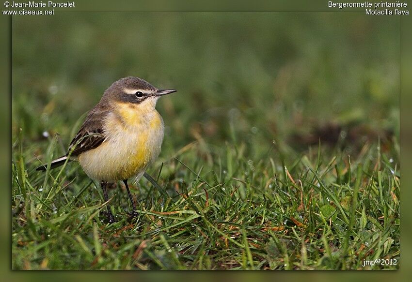 Western Yellow Wagtail