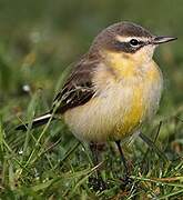 Western Yellow Wagtail