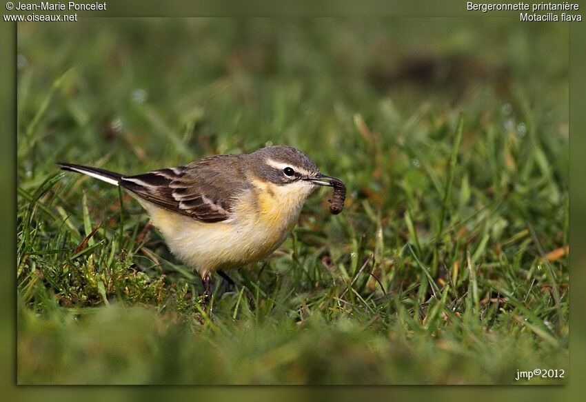 Western Yellow Wagtail