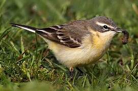 Western Yellow Wagtail