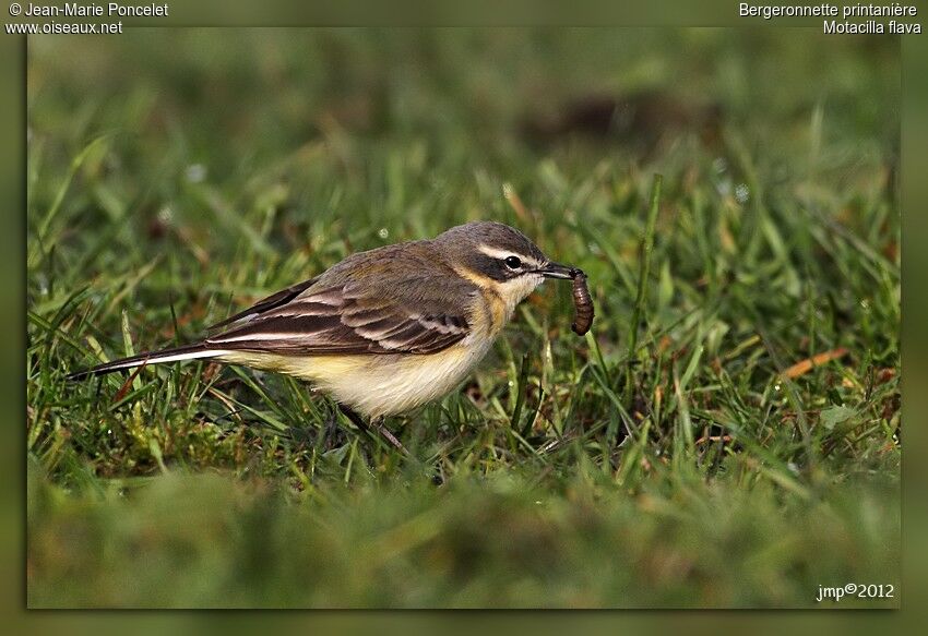 Western Yellow Wagtail