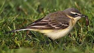 Western Yellow Wagtail