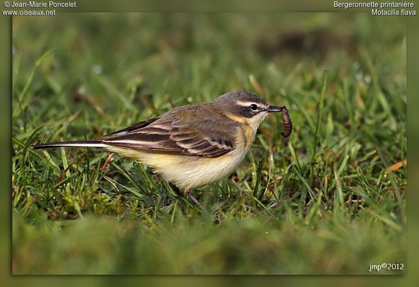 Western Yellow Wagtail