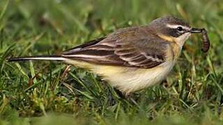 Western Yellow Wagtail