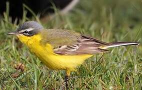 Western Yellow Wagtail