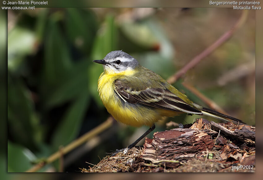 Western Yellow Wagtail